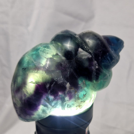 Fluoriet Schelp (Wulk)