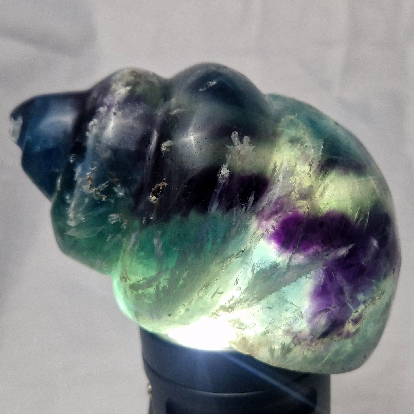 Fluoriet Schelp (Wulk)