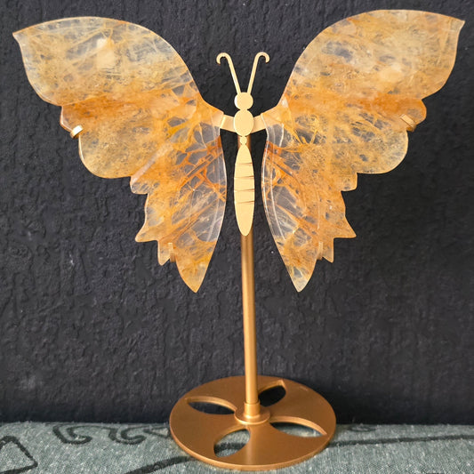 Vlinder Limoniet (Golden Healer)