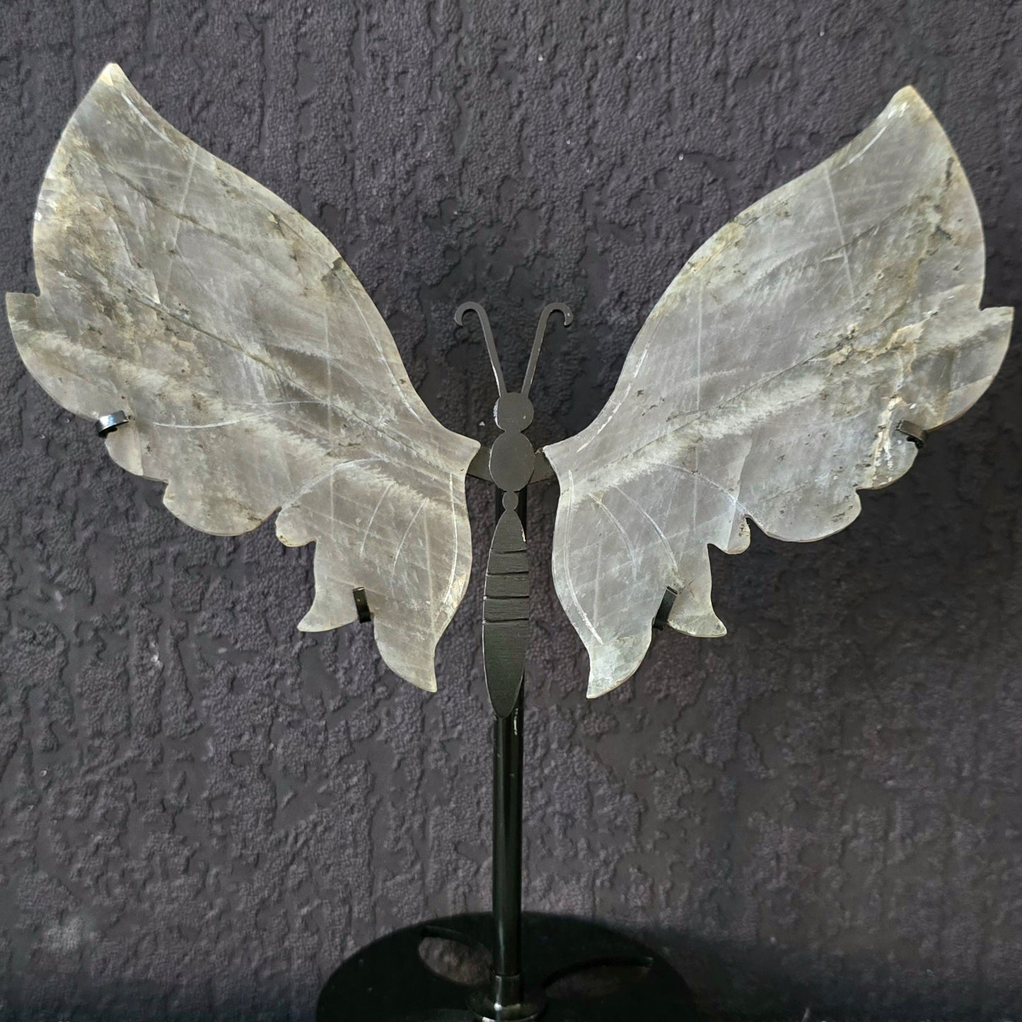 Vlinder Labradoriet