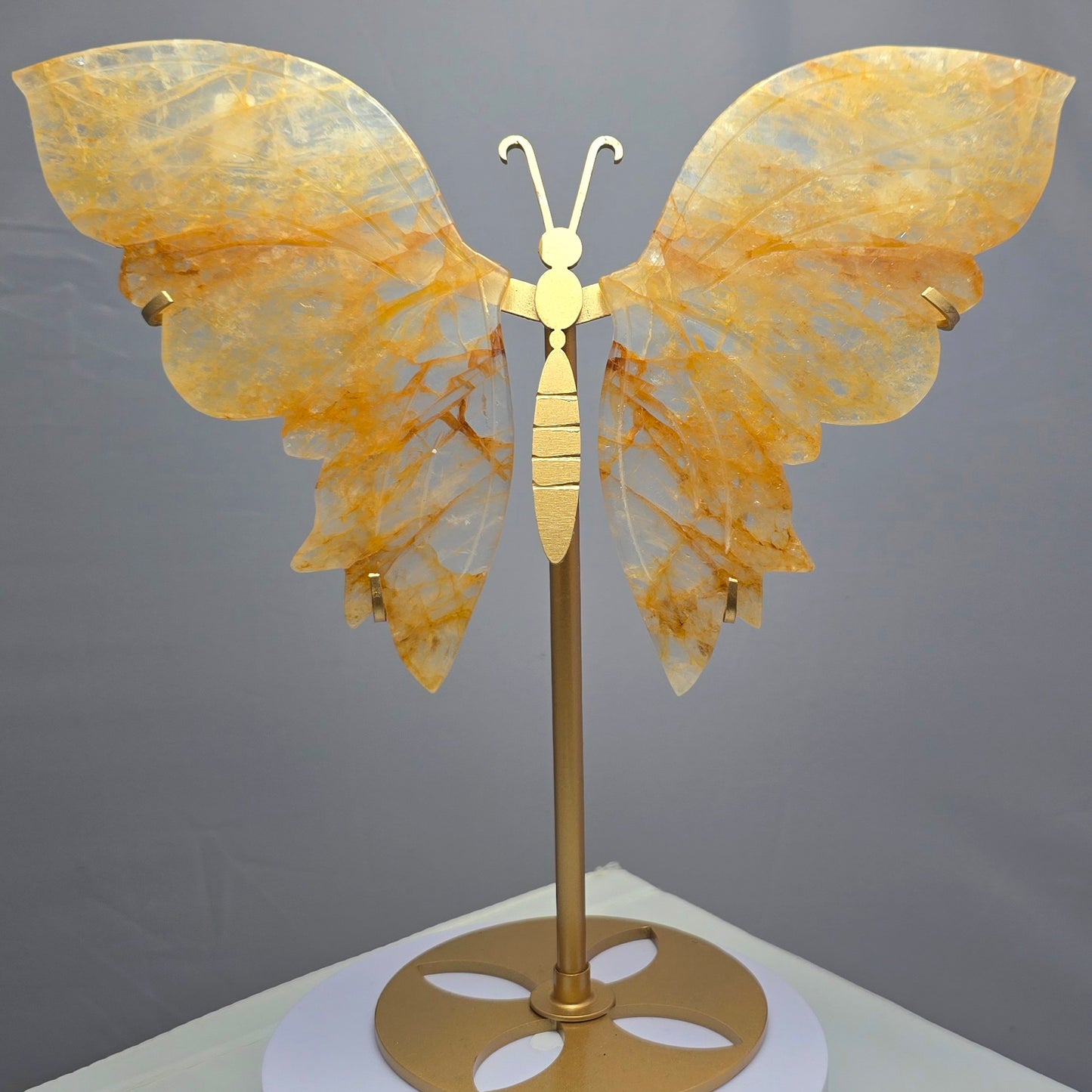 Vlinder Limoniet (Golden Healer)