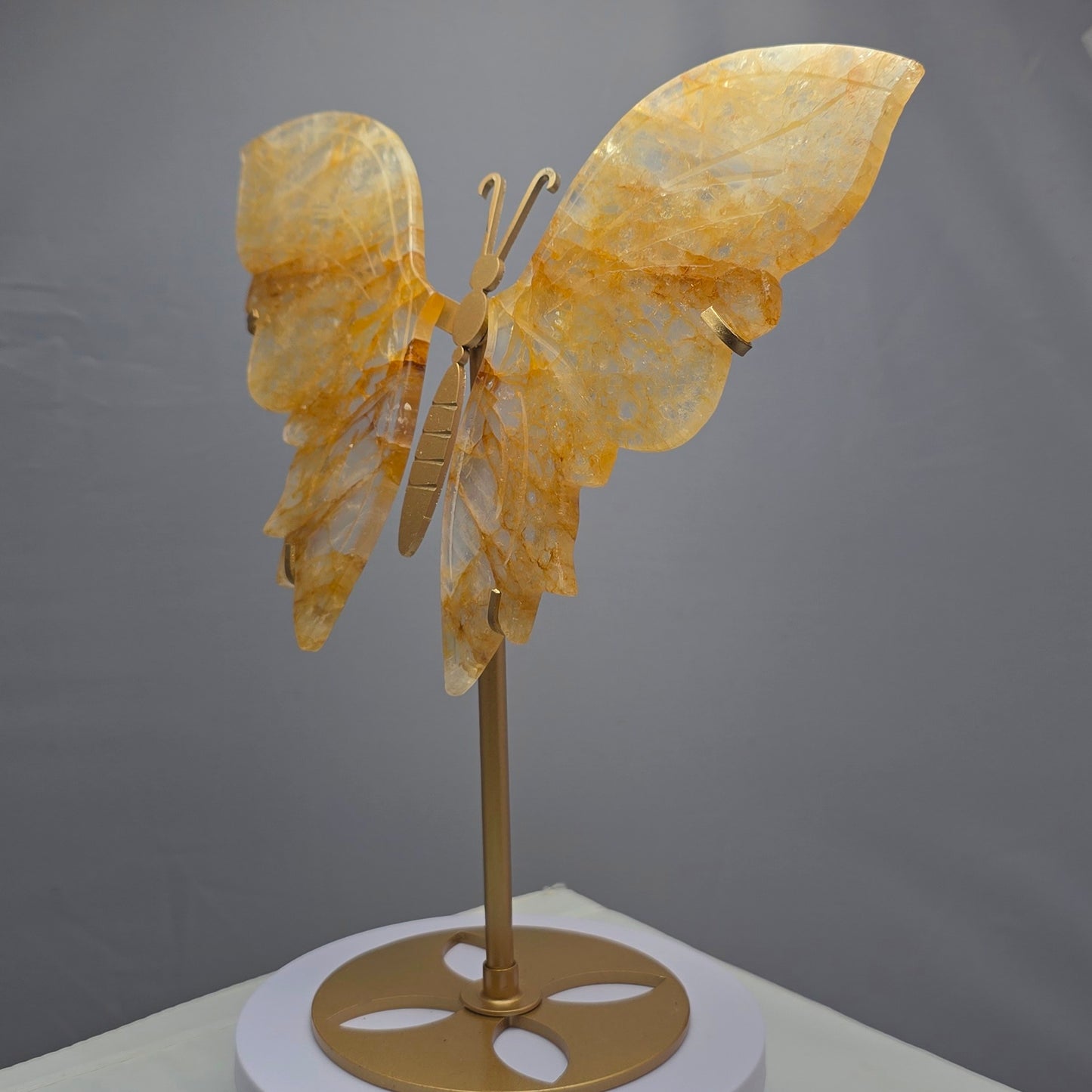 Vlinder Limoniet (Golden Healer)