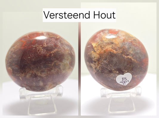 Palmsteen Versteen Hout