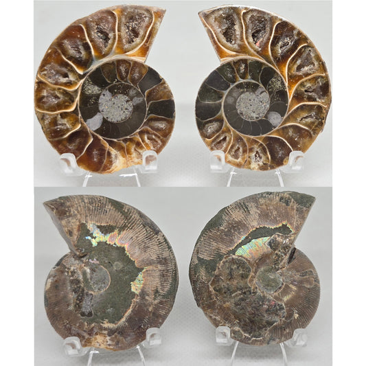 Ammonieten Set